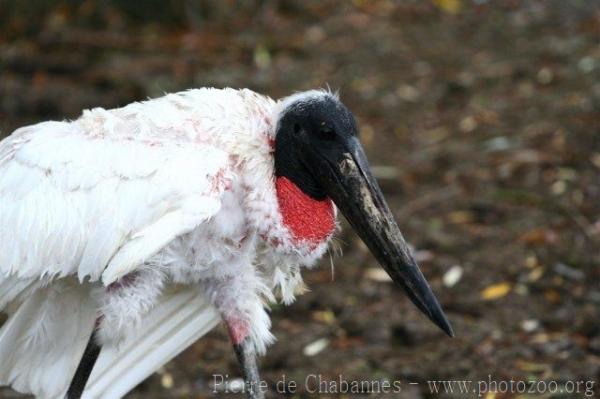 Jabiru *