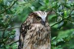 Buffy fish-owl