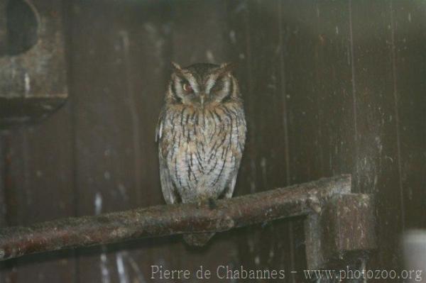 Tropical screech-owl