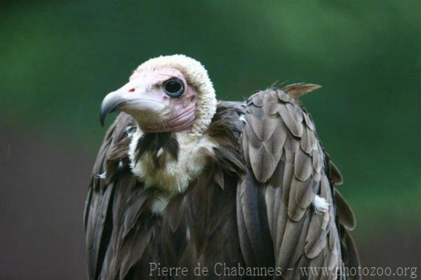 Hooded vulture