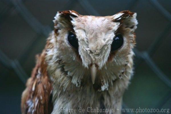 Oriental bay owl