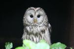 Ural owl