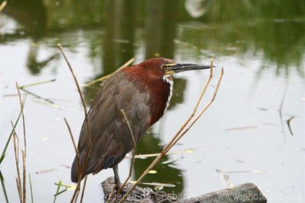 Rufescent tiger-heron