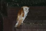 Common barn owl