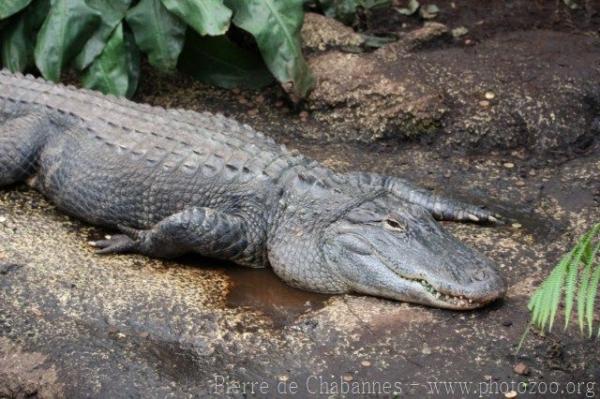 American alligator