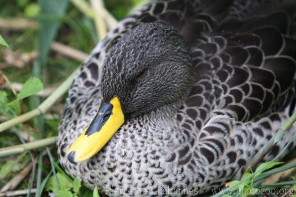 Yellow-billed duck