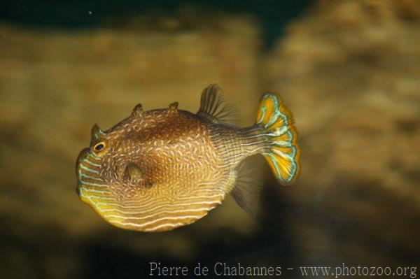 Ornate cowfish *