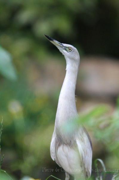 Indian pond-heron