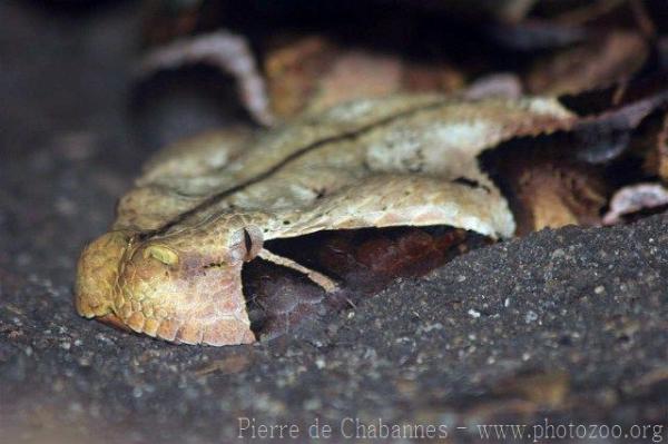 East African Gaboon viper