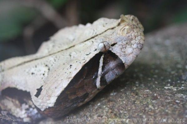 East African Gaboon viper