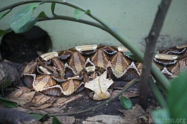 East African Gaboon viper