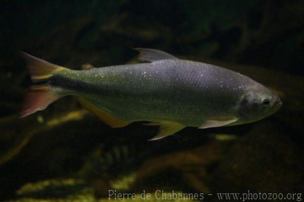 Parana river-salmon