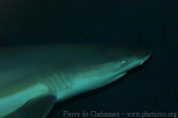 Blacktip reef shark