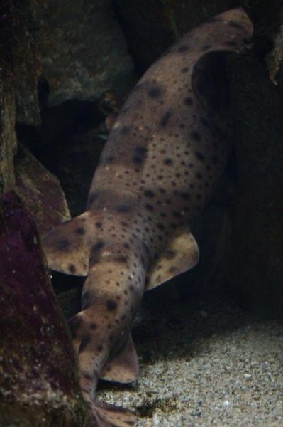 Swellshark