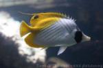 Threadfin butterflyfish