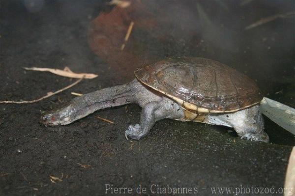 Roti Island snake-necked turtle