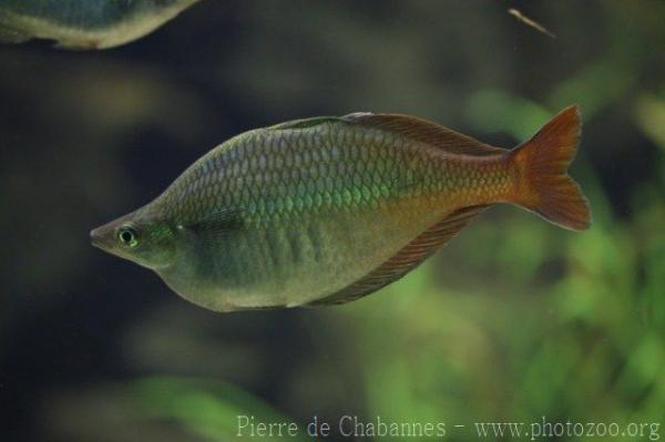 Bleher's rainbowfish