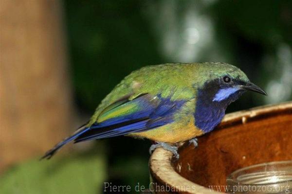 Orange-bellied leafbird