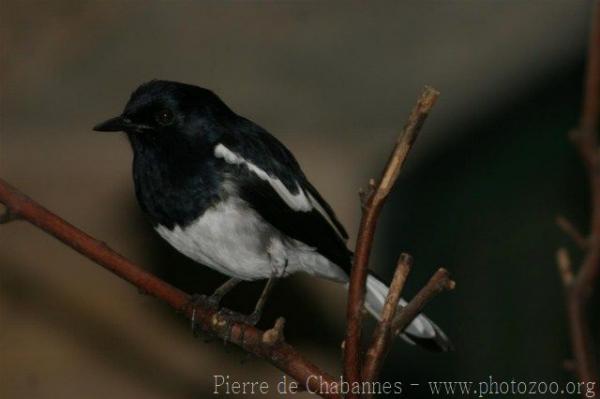 Oriental magpie-robin