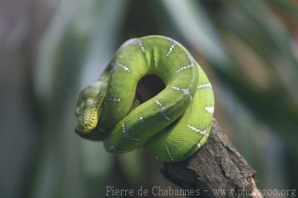 Emerald tree boa