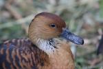 Fulvous whistling-duck