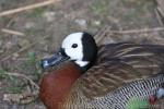 White-faced whistling-duck