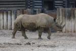 Eastern black rhinoceros