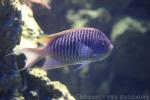 Spotbreast angelfish