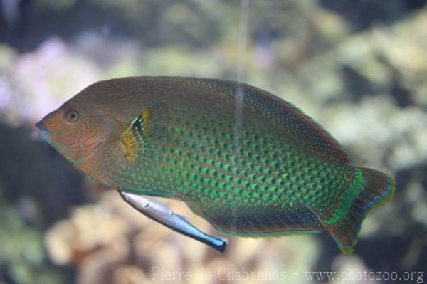 Indo-Pacific dusky wrasse