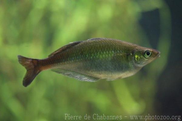 Lake Eacham rainbowfish