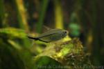 Black-edged tetra