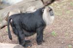 Lion-tailed macaque