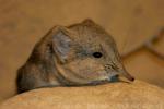 Short-eared elephant-shrew