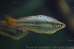 Western rainbowfish