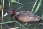 Southern pochard