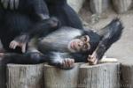 Eastern chimpanzee