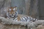 Mainland (Siberian) tiger