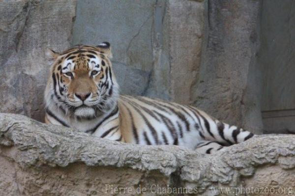 Mainland (Siberian) tiger