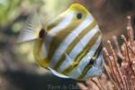 Sixspine butterflyfish *