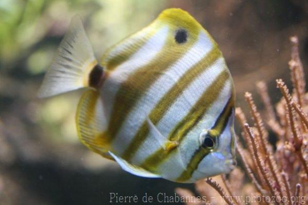 Sixspine butterflyfish *