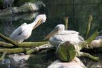 Pink-backed pelican