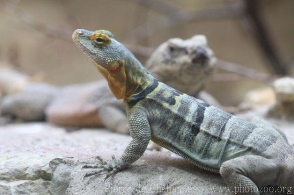 Baja California rock lizard