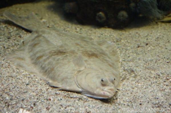 European flounder