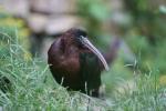 Glossy ibis