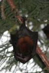 Island flying fox