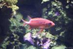 Crown squirrelfish