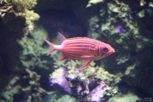 Crown squirrelfish