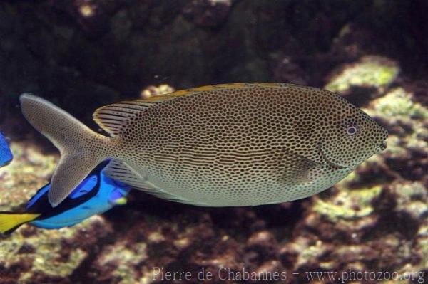 Brown-spotted spinefoot *