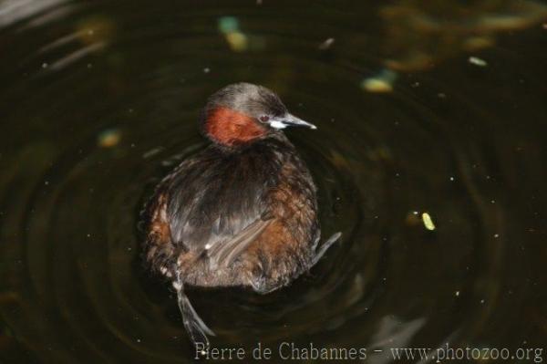 Little grebe