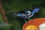 Turquoise tanager